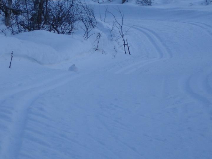 334.jpg - Schneehuhn