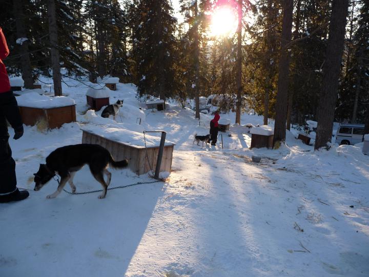 358.jpg - Husky Tour