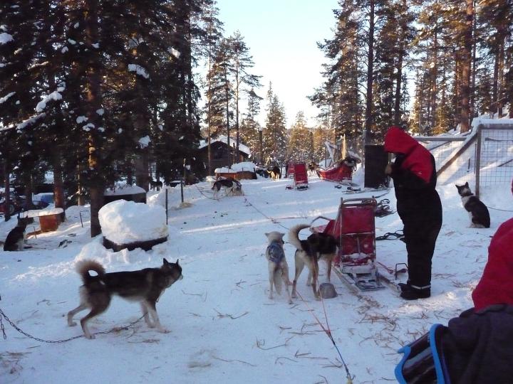 361.jpg - Husky Tour