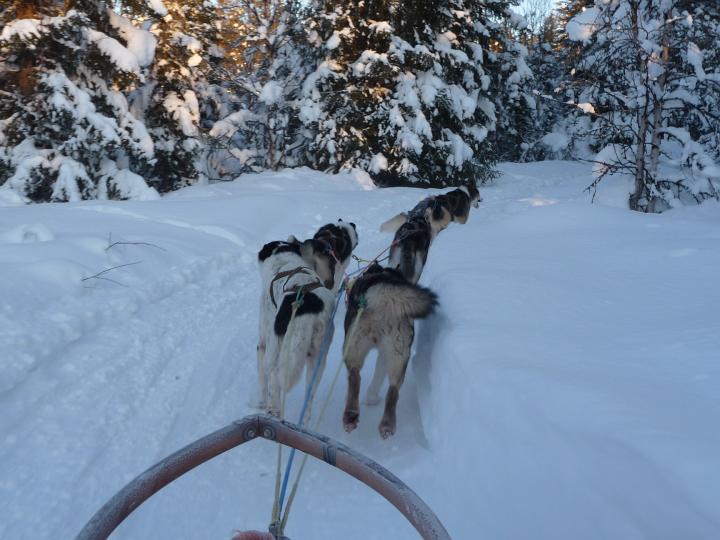 364.jpg - Husky Tour