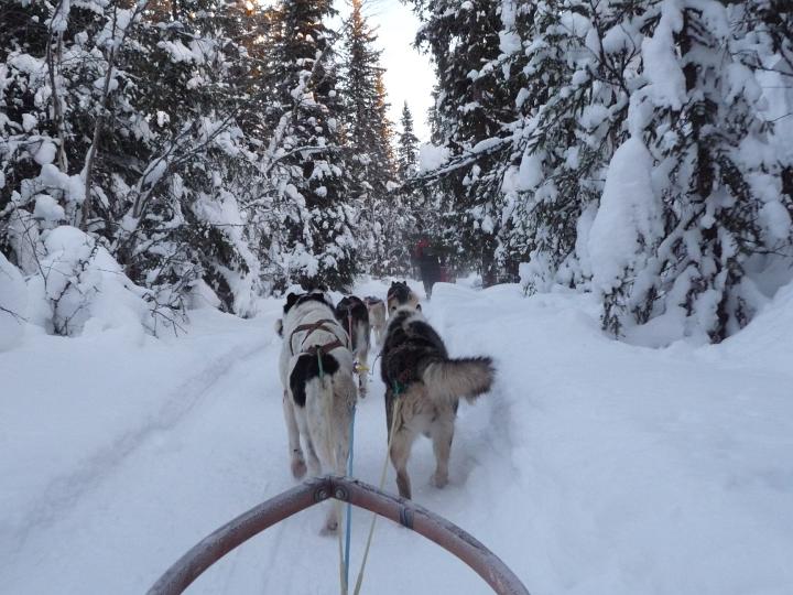 366.jpg - Husky Tour