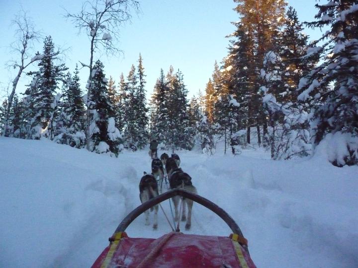 367.jpg - Husky Tour
