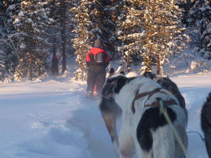 368.jpg - Husky Tour