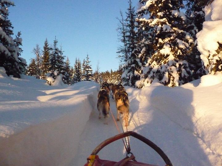 369.jpg - Husky Tour