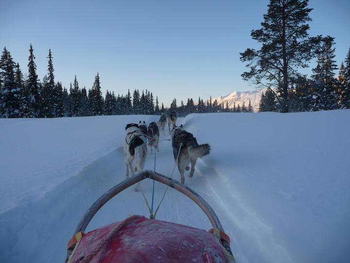 370.jpg - Husky Tour