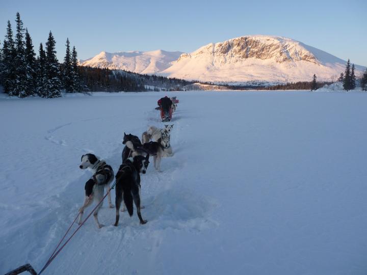 379.jpg - Husky Tour