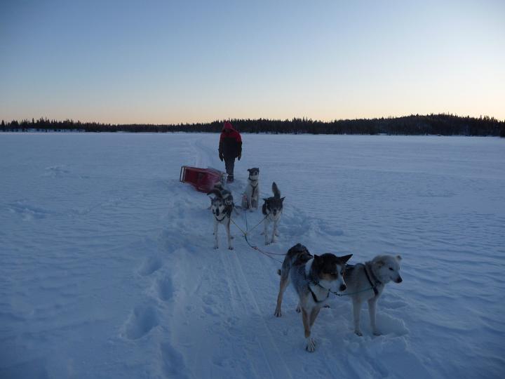 380.jpg - Husky Tour
