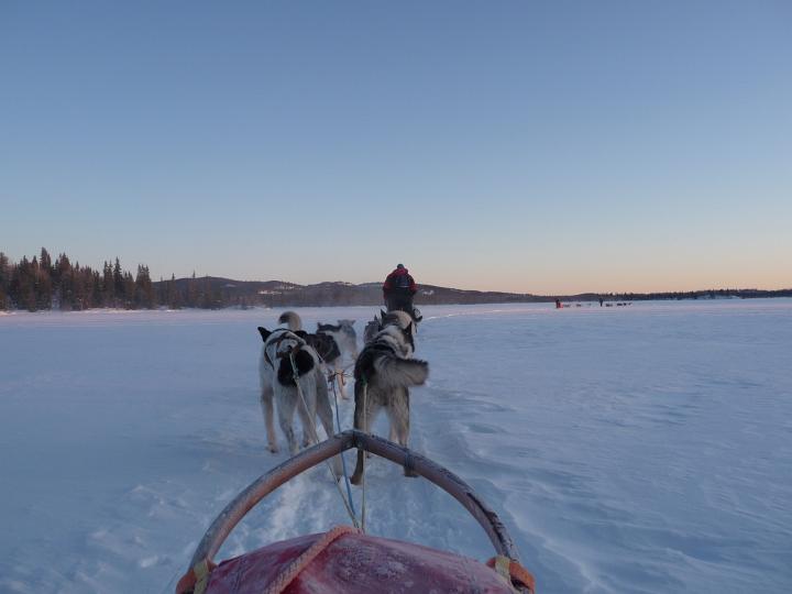381.jpg - Husky Tour