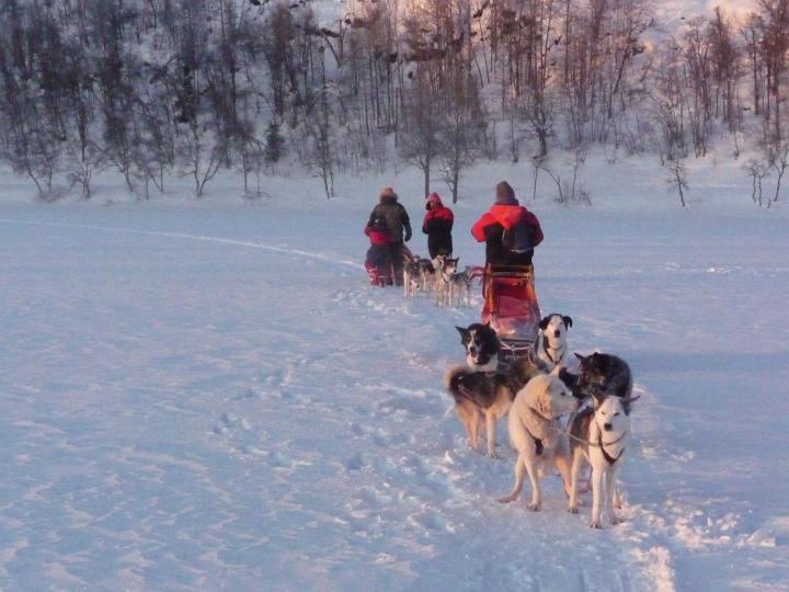 385.jpg - Husky Tour